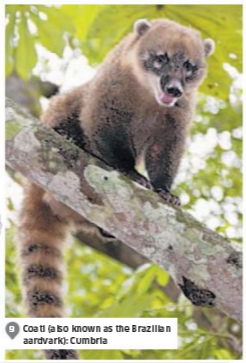 The Independent referring to a coati as a “Brazilian aardvark.” 