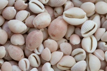 Cowrie Shells 