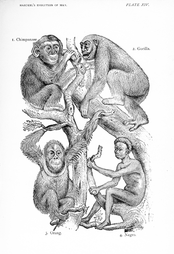 Ernst Haeckel�s Depiction of Black People 